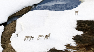 Five white deer walk through snow next to a frozen river.